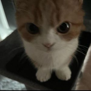 Meet your Posher, Presley